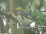 Paruline à flancs marrons - Chestnut-sided warbler