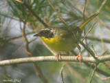 Paruline masquée - Common Yellowthroat