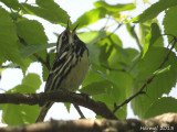 Paruline noir et blanc - Black and white Warbler