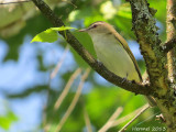Vireo aux yeux rouges - Red-eyed Vireo