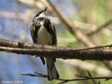 Paruline à croupion jaune - Yellow-rumped Warbler