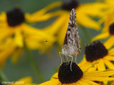 Belle Dame - Painted Lady