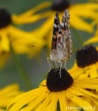 Belle Dame - Painted Lady