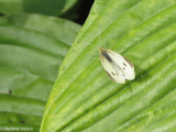 Piéride du chou - Cabbage White