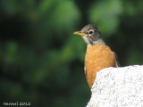 Merle d'Amérique - American Robin