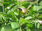 Paruline masquée - Common Yellowthroat