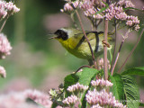 Paruline masquée - Common Yellowthroat