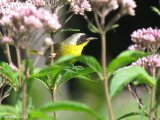 Paruline masquée - Common Yellowthroat