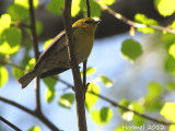 Paruline des pins - Pine Warbler