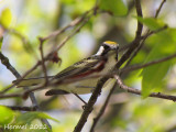 Paruline à flancs marrons - Chestnut-sided warbler