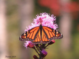 Monarque