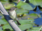 Moucherolle phbi - Eastern Phoebe