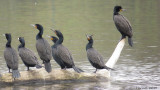 Cormoran à aigrettes - Double-crested Cormorant