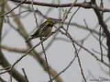 Paruline à gorge noire - Black-throated green Warbler