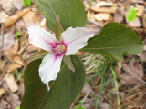 Trille blanc - trillium grandiflorum - white trillium