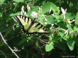 Papillon tigr du Canada - Papilio canadensis - Canadian tiger swallowtail