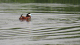 rismature rousse - Ruddy Duck