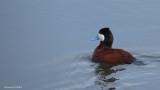 rismature rousse - Ruddy Duck