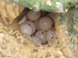 Oeufs - Eggs