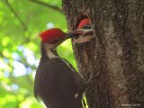 Grand Pic - Pileated Woodpecker