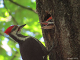 Grand Pic - Pileated Woodpecker