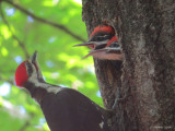 Grand Pic - Pileated Woodpecker