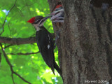 Grand Pic - Pileated Woodpecker