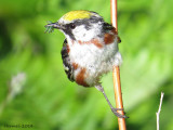 Paruline  flancs marrons - Chestnut-sided Warbler