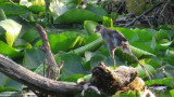 Gallinule - (juv) - Common Moorhen