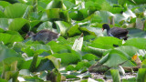 Gallinule - Common Moorhen