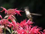 Colibri  gorge rubis - Ruby-throated Hummingbird