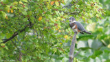 Martin-pcheur -juv- Belted Kingfisher