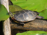 Tortue peinte - Painted turtle