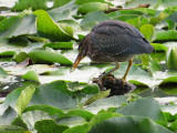 Hron vert - Green Heron