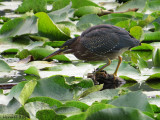Hron vert - Green Heron