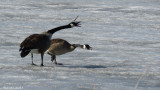 Bernache du Canada - Canada Goose