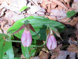 Sabot de la vierge - Pink ladys slipper