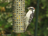 Pic mineur - Downy Woodpecker