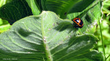 Chrysomèle de l'asclépidade - milkweed labidomera