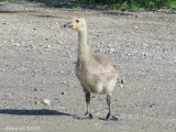 Bernache du Canada , (orphelin)- Canada Goose (orphan)