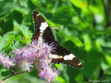 Amiral blanc - White Admiral