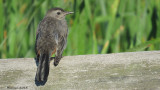 Moqueur-chat - juv - Gray Catbird