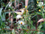 Chardonneret jaune -(juv)-  merican goldfinch