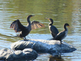 Cormoran  aigrettes - Double-crested Cormorant