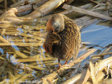 Râle de Virginie -2016 - Virginia Rail