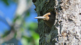 Pic flamboyant - Northern Flicker