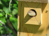 Troglodyte familier - House Wren