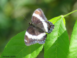 Amiral blanc - Limenitis arthemis - White admiral (#4522)