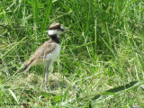 Pluvier Kildir -(juv) Killdeer