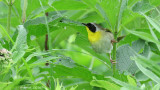 Paruline masque - Common Yellowthroat